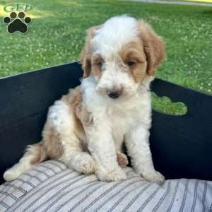 Asher, Mini Aussiedoodle Puppy