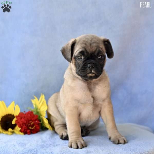 Pearl, Jug Puppy