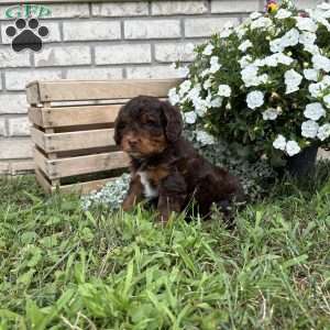 Lilly, Poogle Puppy