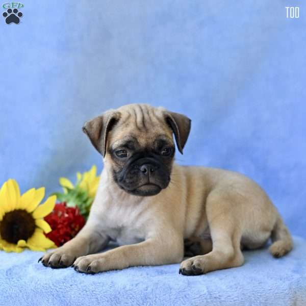 Tod, Jug Puppy