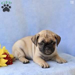 Tod, Jug Puppy