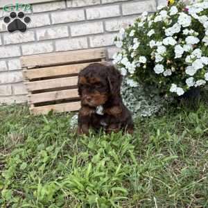 Chester, Poogle Puppy