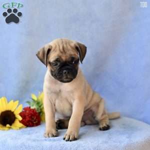 Tod, Jug Puppy