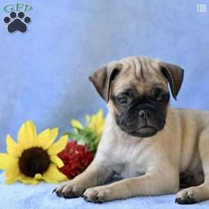 Tod, Jug Puppy
