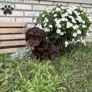 Chester, Poogle Puppy