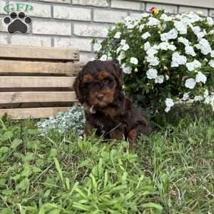 Chester, Poogle Puppy