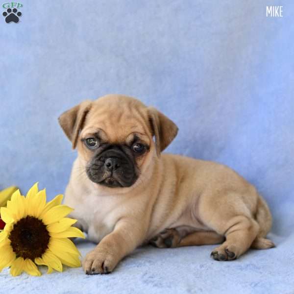 Mike, Jug Puppy
