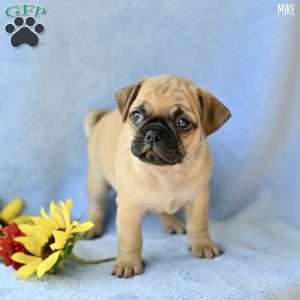 Mike, Jug Puppy