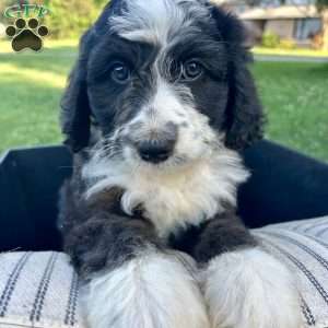 Buddy, Mini Aussiedoodle Puppy