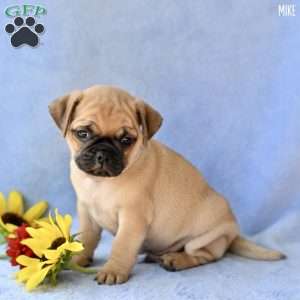 Mike, Jug Puppy