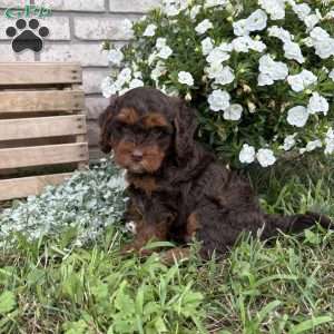 Chester, Poogle Puppy