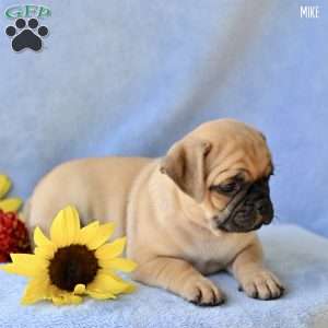 Mike, Jug Puppy