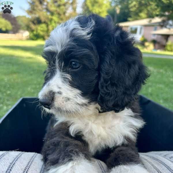 Buddy, Mini Aussiedoodle Puppy