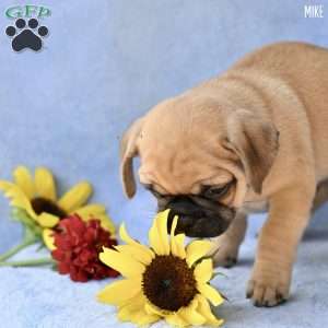 Mike, Jug Puppy