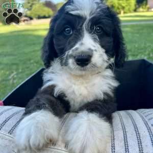 Buddy, Mini Aussiedoodle Puppy