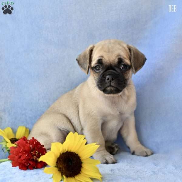 Deb, Jug Puppy
