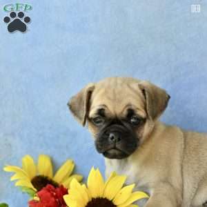 Deb, Jug Puppy