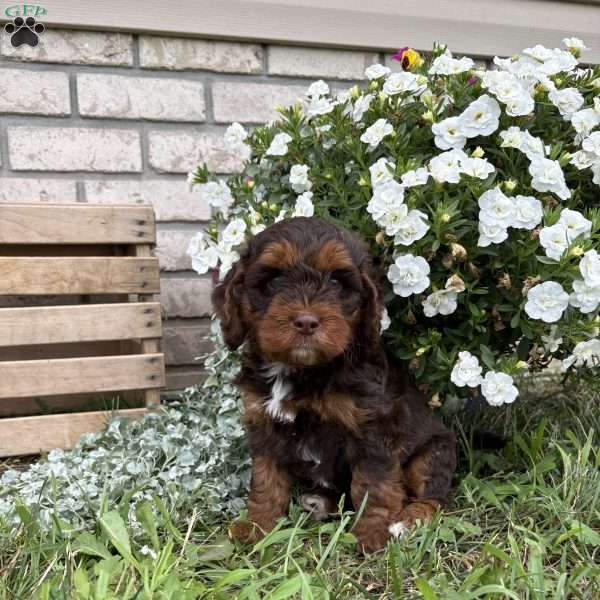 Chester, Poogle Puppy
