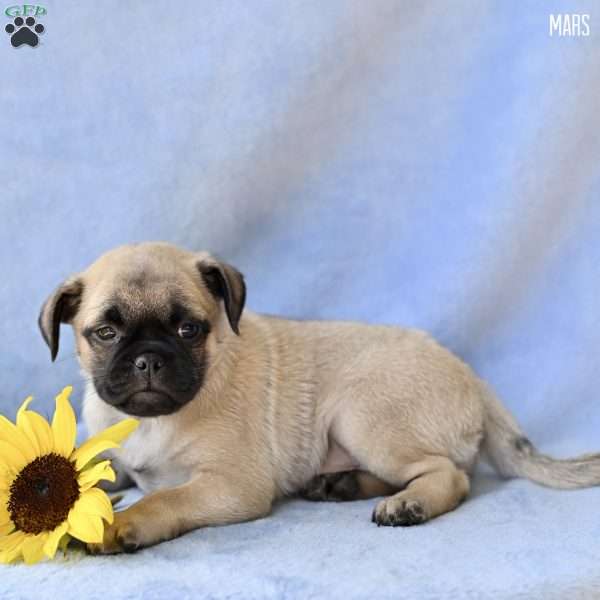 Mars, Jug Puppy