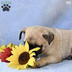 Mars, Jug Puppy