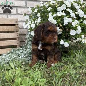 Chester, Poogle Puppy
