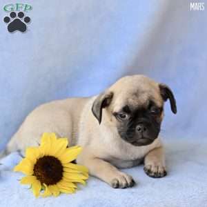 Mars, Jug Puppy