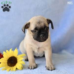 Mars, Jug Puppy