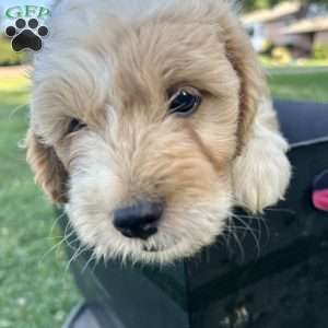 Chase, Mini Aussiedoodle Puppy