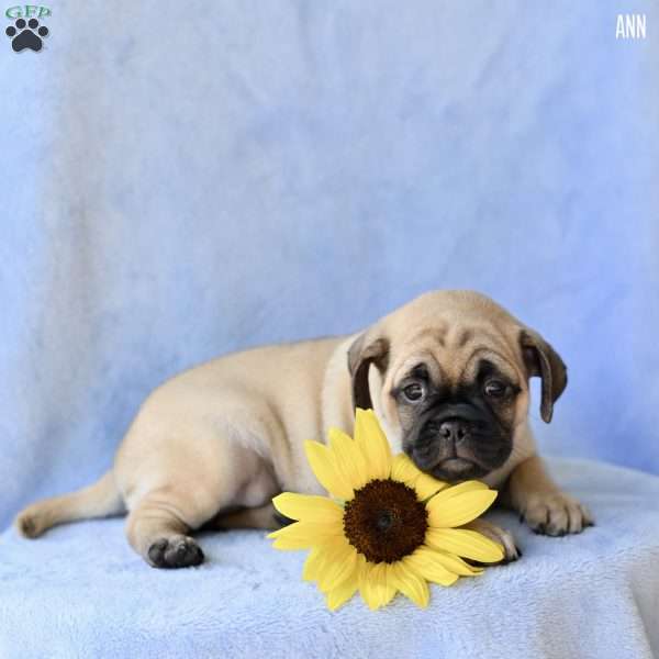 Ann, Jug Puppy