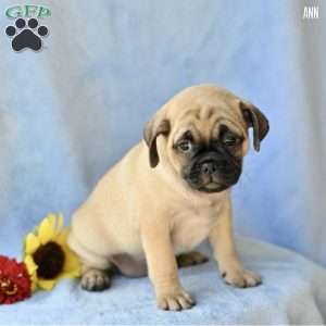 Ann, Jug Puppy