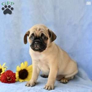 Ann, Jug Puppy