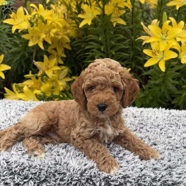 Rocky, Cockapoo Puppy