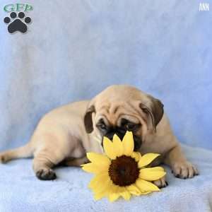 Ann, Jug Puppy