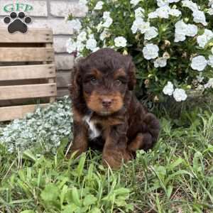 Lilly, Poogle Puppy
