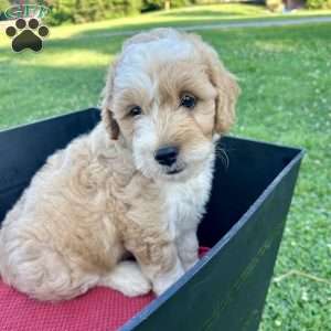 Chase, Mini Aussiedoodle Puppy