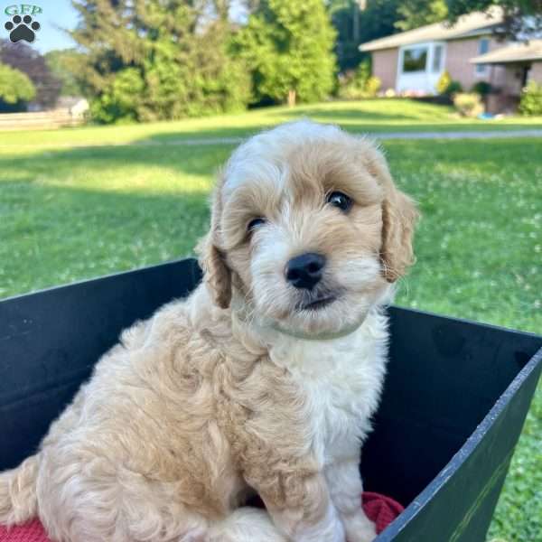 Chase, Mini Aussiedoodle Puppy