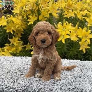 Rocky, Cockapoo Puppy