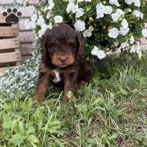 Lilly, Poogle Puppy