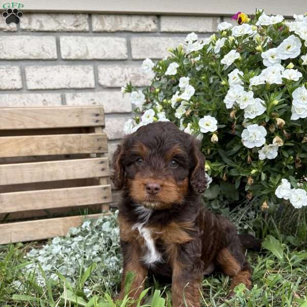 Lilly, Poogle Puppy