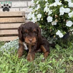 Lilly, Poogle Puppy