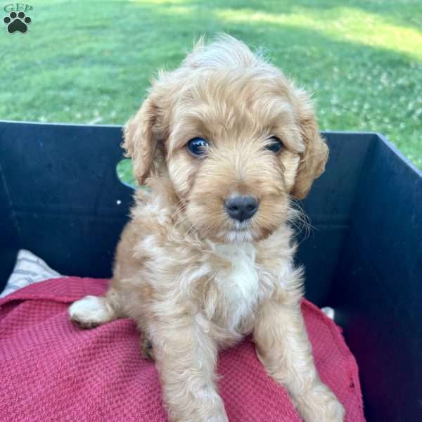Dander, Mini Aussiedoodle Puppy