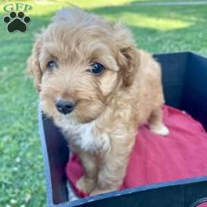 Dander, Mini Aussiedoodle Puppy