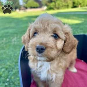 Dander, Mini Aussiedoodle Puppy
