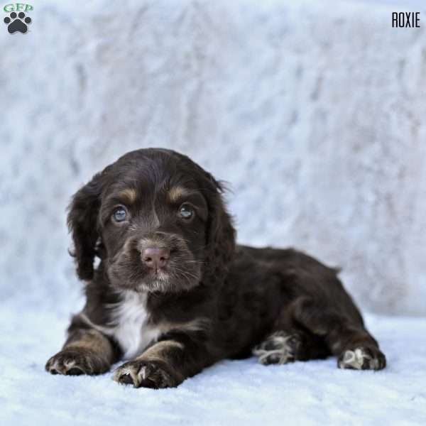 Roxie, Cocker Spaniel Puppy