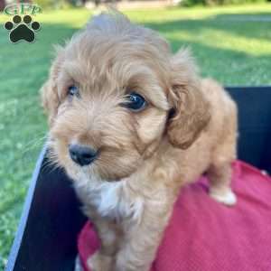 Dander, Mini Aussiedoodle Puppy