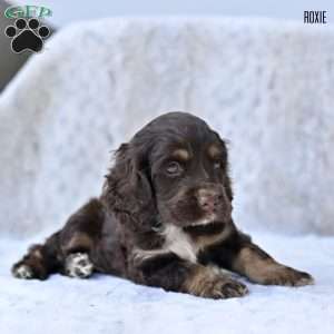 Roxie, Cocker Spaniel Puppy