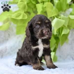 Roxie, Cocker Spaniel Puppy