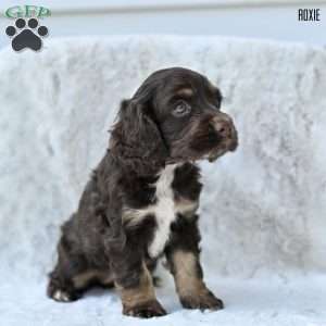 Roxie, Cocker Spaniel Puppy