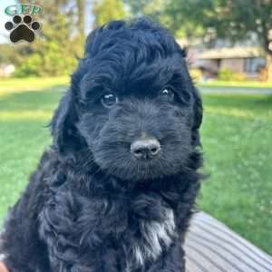 Blackie, Mini Aussiedoodle Puppy