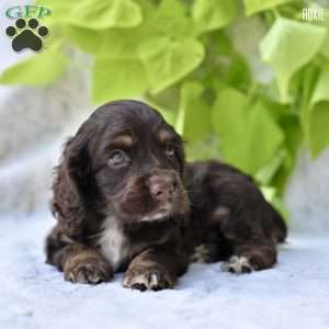Roxie, Cocker Spaniel Puppy